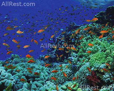 Four Seasons Resort 31